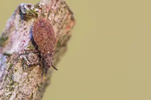German Macro Photography Stampe: Macro image of an insect in Germany