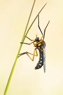 Macro Photography Of Insects Stampe: Macro image of an insect in Germany