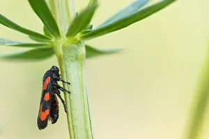 Wildlife Fauna Europe Stampe: Macro image of an insect in Germany