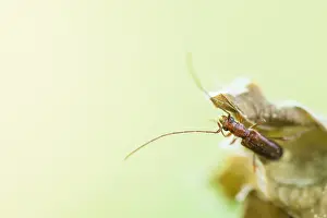 Nature Photography In Germany Stampe: Macro image of an insect in Germany