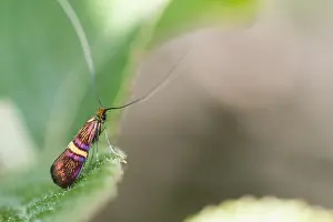 European Moth Species Stampe: Macro image of an insect in Germany