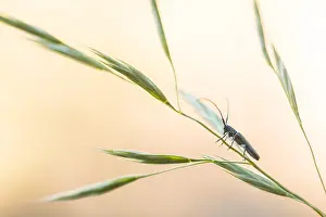 German Flora And Fauna Images Stampe: Macro image of an insect in Germany