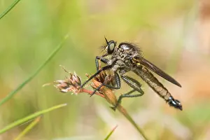 Germany Macro Photography Stampe: Macro image of an insect in Germany