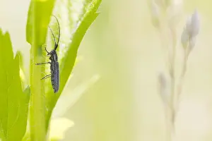 Baden Wurttemberg Nature Images Stampe: Macro image of an insect in Germany