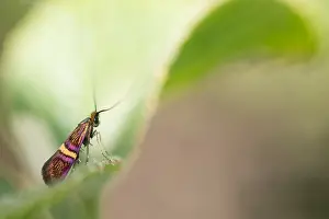 Macro Nature Photography Stampe: Macro image of an insect in Germany