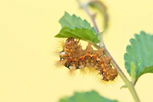 Macro Nature Photography Stampe: Macro image of an insect in Germany