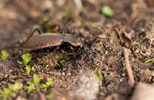 Macro Nature Photography Stampe: Macro image of an insect in Germany