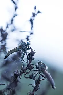 German Flora And Fauna Images Stampe: Macro image of an insect in Germany
