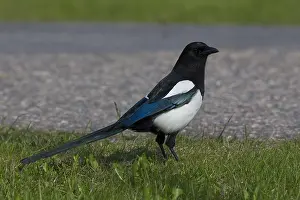 European Magpie Stampe: Magpie