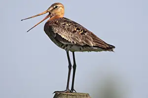 Bird Photography Guide Stampe: manual updated
