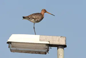 Bird Species Identification Guide Stampe: manual updated