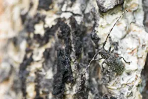 Immagini datate 16 giugno 2019: Marco immagine di un insetto.