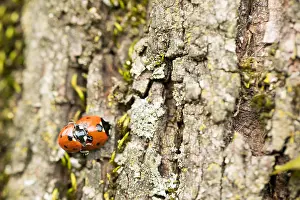 German Wildlife Nature Photography Stampe: Marco image of an insect