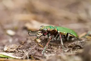 Green Tiger Beetle Stampe: Marco image of an insect