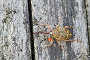 German Wildlife Fauna Images Stampe: Marco image of an insect