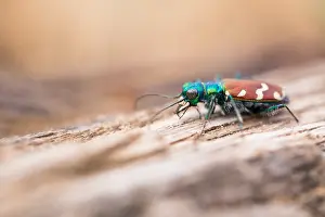 Immagini datate 5 giugno 2019: Marco immagine di un insetto.