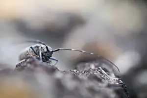 Wildlife In Russia Stampe: Marco image of an insect
