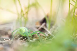 Russian Nature Photography Stampe: Marco image of an insect