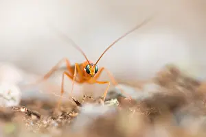 Nature Images Germany Stampe: Marco image of an insect