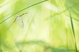 Russian Wildlife Images Stampe: Marco image of an insect