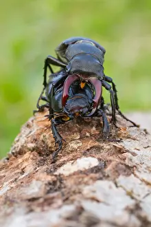 Wildlife Photography Germany Nature Stampe: Marco image of an insect