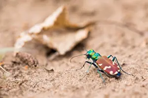 Russian Nature Photography Stampe: Marco image of an insect