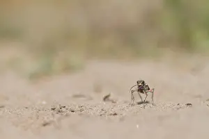 Northern Dune Tiger Beetle Stampe: Marco image of an insect