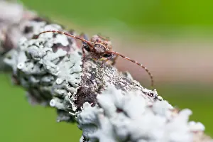 European Insect Species Stampe: Marco image of an insect