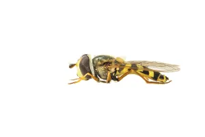 White Background Insects Stampe: Migrant Hoverfly, Eupeodes corollae