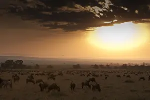 East African Animals Stampe: A migrating herd of wildebeests