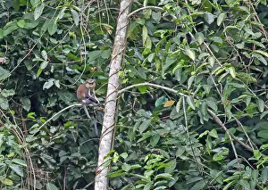 Agosto Stampe: Mona Monkey, Cercopithecus mona