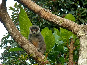 African Mammal Stampe: Mongoose lemur, Eulemur mongoz