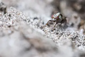 Baden Wurttemberg Fauna Stampe: Myennis octopunctata
