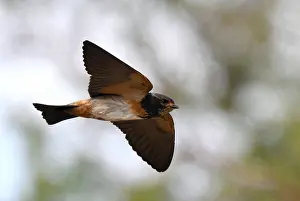 Wildlife In Namibia Stampe: in Namibia