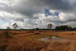 Holland Landscape Photography Stampe: Neterselsche heide