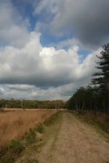 Novembre Stampe: Neterselsche heide