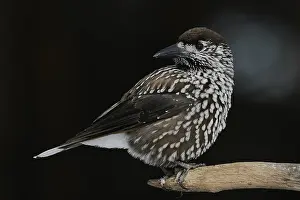 Spotted Nutcracker Stampe: Notenkraker, Spotted Nutcracker, Nucifraga caryocatactes