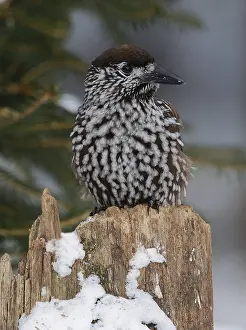 Spotted Nutcracker Stampe: Notenkraker, Spotted Nutcracker, Nucifraga caryocatactes
