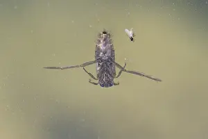 European Insects Stampe: Notonecta sp