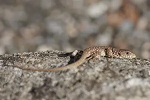Ocellated Lizard Stampe: Ocellated Lizard, Timon lepidus