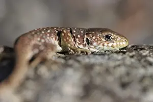 Ocellated Lizard Stampe: Ocellated Lizard, Timon lepidus
