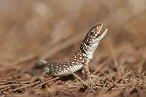 Timon Lepidus Stampe: Ocellated Lizard, Timon lepidus