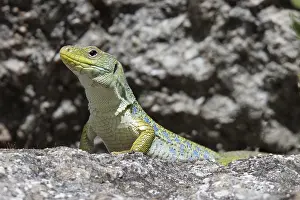 Ocellated Lizard Stampe: Ocellated Lizard, Timon lepidus