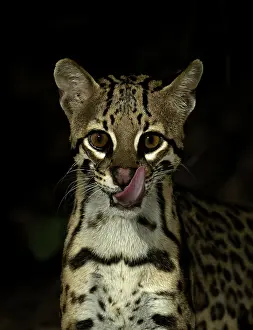 Brazilian Jungle Animals Stampe: Ocelot (Leopardus pardalus mitis)