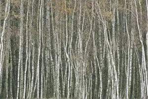 European Birch Forest Stampe: Oderdelta, Oderdelta