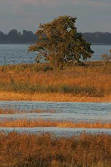 Wetland Landscape Europe Stampe: Oderdelta, Oderdelta