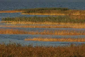 Wetland Landscape Photography Stampe: Oderdelta, Oderdelta