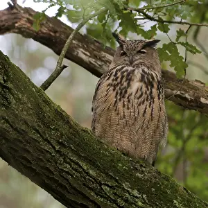 Eurasian Eagle Owl Stampe: Oehoe, Eurasian Eagle Owl, Bubo bubo