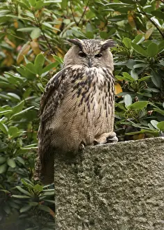 Eurasian Eagle Owl Stampe: Oehoe, Eurasian Eagle Owl, Bubo bubo