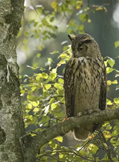Eurasian Eagle Owl Stampe: Oehoe, Eurasian Eagle Owl, Bubo bubo